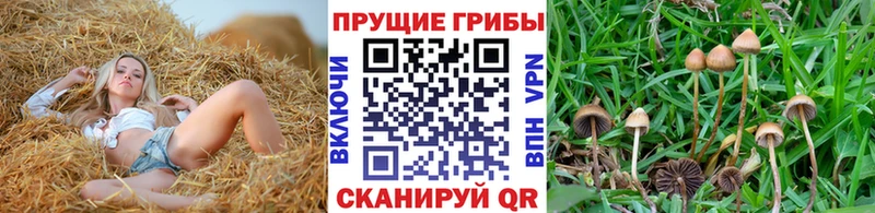 цена наркотик Ленинск Галлюциногенные грибы мицелий